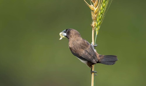 White-rumped Munia (Lonchura striata) feeding on a wheat grain in a natural field, Sreepur,