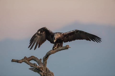 Iberian Eagle (Aquila adalberti), Spanish imperial eagle, Extremadura, Castilla La Mancha, Spain