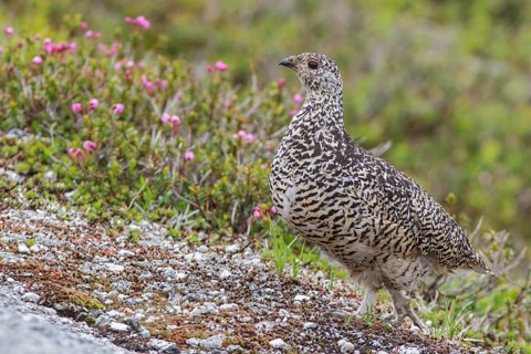 White-tailed Ptarmigan (Lagopus leucurus) in the alpine habitat of British Columbia, Canada