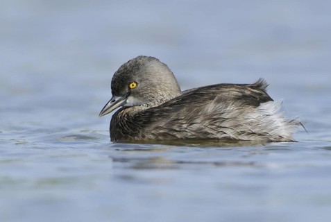 Least Grebe (Tachybaptus dominicus), Texas, USA