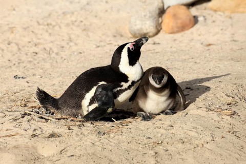 African penguin (Spheniscus demersus), adult, juvenile, chick, nest, beach, Boulders Beach,