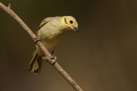 Yellow-tinted Honeyeater (Ptilotula flavescens), Western Australia, Australia