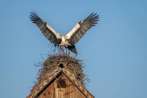 Two white storks (ciconia ciconia) at the start of the nesting season. One is on the nest while the