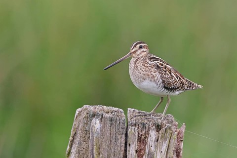Snipe (Gallinago gallinago), standing on fence post of a pasture, on moorland, snipe birds,