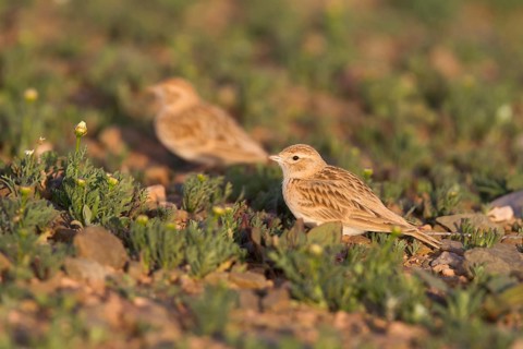 Short-toed Lark - Kurzzehenlerche - Calandrella brachydactyla ssp. rubiginosa, Morocco, adult