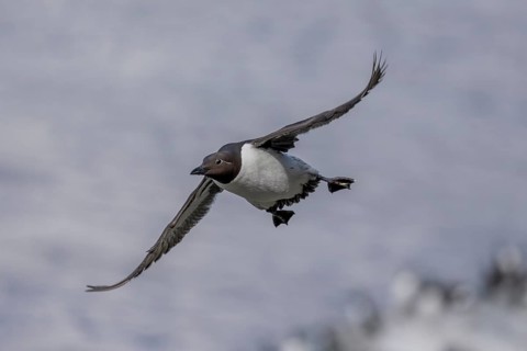 Common guillemot (Uria aalge), in flight, Hornoya, Varangerfjord, Norway