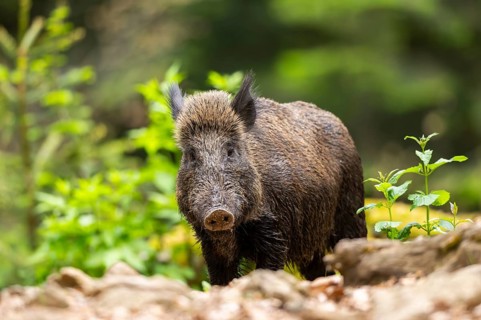 Wild boar (Sus scrofa) standing in a forest, Bavaria, Germany