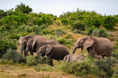 African elephant (Loxodonta africana), Addo Elephant National Park, Eastern Cape, South Africa