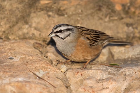 Rock Bunting -Zippammer - Emberiza cia ssp. cia, Spain, adult male