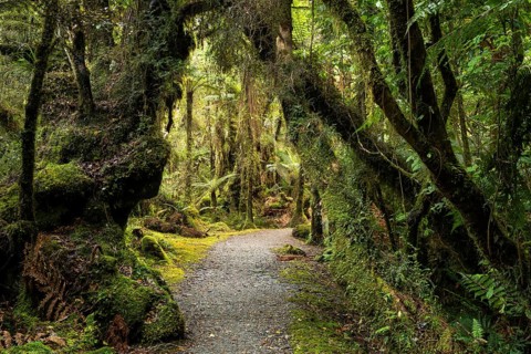 Hiking trail through a wooded landscape with ferns and mosses. Minnehaha Walk, Fox Glacier Area,
