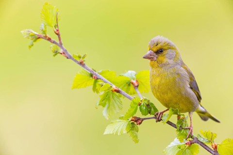 Grünfink, Grünling, Greenfinch, European Greenfinch, Western Greenfinch, Carduelis chloris, Chloris