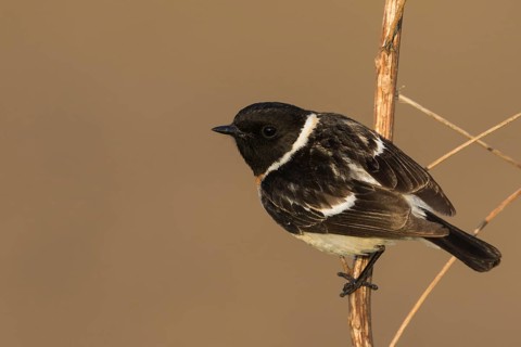 Siberian Stonechat - Pallasschwarzkehlchen - Saxicola maurus, Russia (Ural), adult male