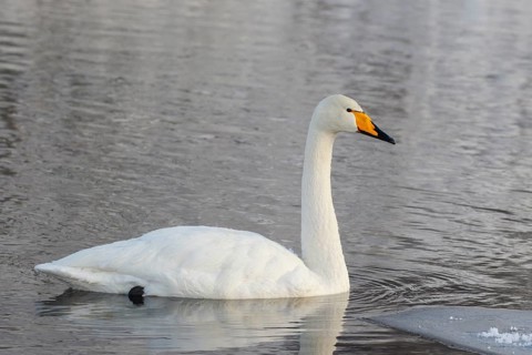 Whooper Swan (Cygnus cygnus), Finland