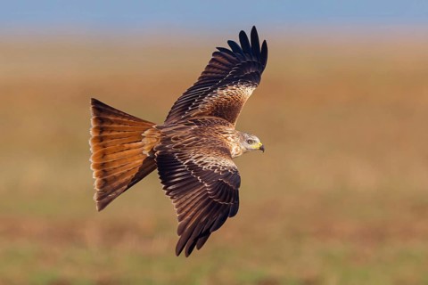 Red Kite, Red Kite, Montagu's Harrier, (Milvus milvus), King Harrier, bird of prey, flight photo,