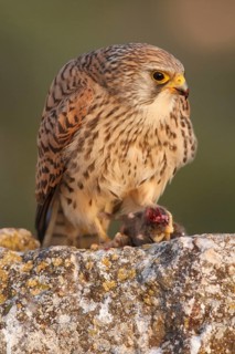 Lesser Kestrel (Falco naumanni), female eating a mouse, Castile-La Mancha, Spain
