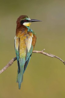 Bee-eater, (Merops apiaster), Animals, Birds, Raptor family, Perching station, Muselievo,