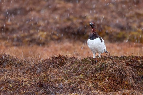 A grouse (Lagopus lagopus) male stands on a hill in the tundra in the snowfall, snowfall,