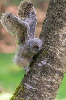 One young long-eared owl (Asio otus), sitting on a branch of a tree. Green vegetation in the