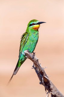 Blue-cheeked Bee-eater, (Merops persicus), family of bee-eaters, bird on perch, Al Mughsyal,