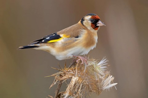 Goldfinch, goldfinch, (Carduelis carduelis), biotope, habitat, foraging, perch, Worms,
