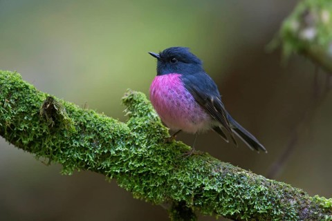 Pink Robin (Petroica rodinogaster) male perched on a mossy branch, Victoria, Australia