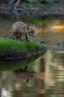 One young red fox, Vulpes vulpes, walking over a mossy rock in a shallow forest creek in late light