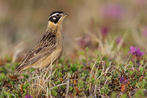 Smith's Longspur (Calcarius pictus) on the tundra near Churchill, Manitoba, Canada