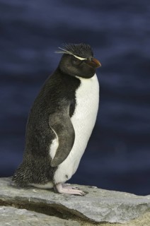 Southern Rockhopper Penguin (Eudyptes chrysocome), Falkland Islands