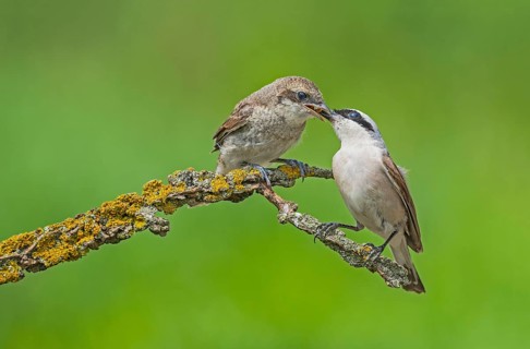 Red-backed Shrike (Lanius collurio) female feeding young, Aosta Valley, Italy