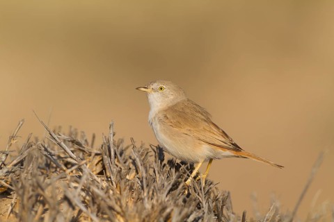 Asian Desert Warbler - Wüstengrasmücke - Sylvia nana, Oman