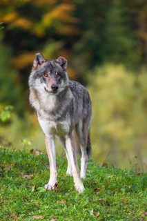 A eurasian gray wolf (Canis lupus lupus) stands on a meadow on a hill with a colourful foliage in