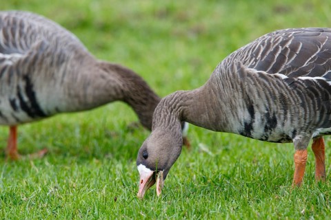 Greater White-fronted Goose (Anser albifrons) foraging, North Rhine-Westphalia, Germany
