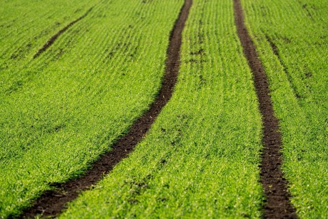 Cool-season cereals in autumn, Oberweser, Weser Uplands, Weserbergland, Hesse, Germany