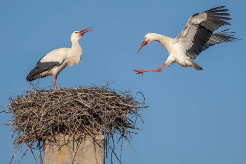 Two white storks (ciconia ciconia) can be seen in a tree. One is on the nest while the other