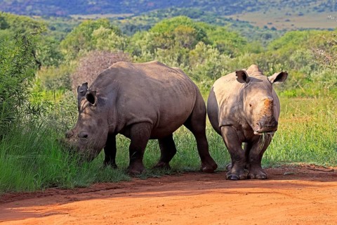 White rhino (Ceratotherium simum), white rhino, adult, two rhinos, foraging, dehorned, horn