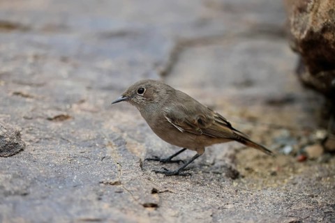 Rusty-tailed Wheatear, (Oenanthe familiaris), adult, alert, Mountain Zebra National Park, South