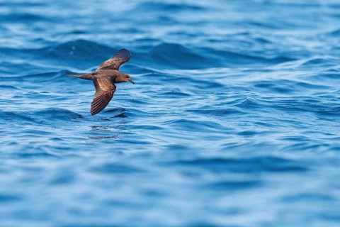 Jouanin Petrel, (Bulweria fallax), Tube-nosed Petrel, flight photo, biotope, habitat, foraging