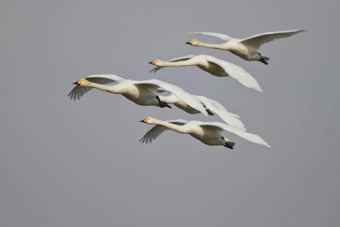 Whooper Swan (Cygnus cygnus) group flying, North Rhine-Westphalia, Germany