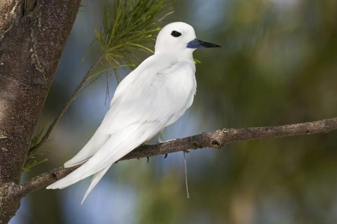 White Tern (Gygis alba), Hawaii, USA