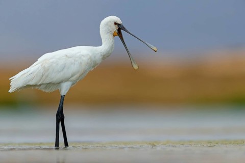 Spoonbill, (Platalea leucorodia), foraging, family of ibises and spoonbills, foraging, biotope,