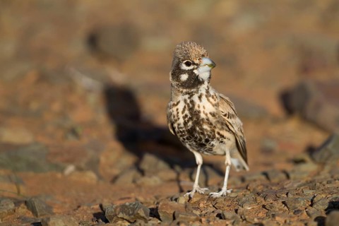 Thick-billed Lark - Knackerlerche - Rhamphocory clotbey, Morocco, male