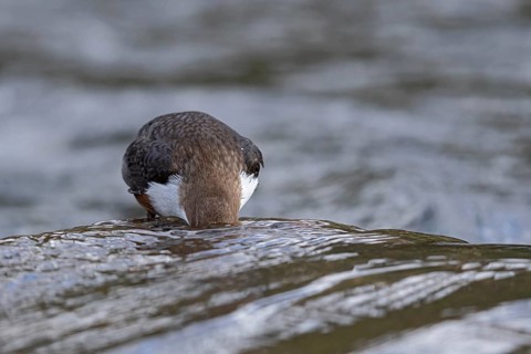 White-throated Dipper (Cinclus cinclus), Baden-Wuerttemberg, Germany