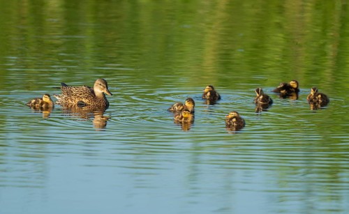 Mallard (Anas platyrhynchos) female and young birds swimming on a lake, blue water, Lower Saxony,