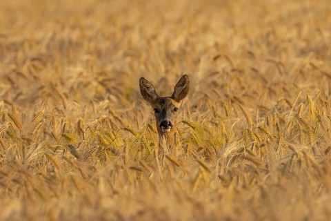 Roe deer (Capreolus capreolus) adult female doe animal in a farmland cereal field in summer,