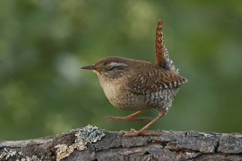 Eurasian Wren (Troglodytes troglodytes), Rhineland-Palatinate, Germany
