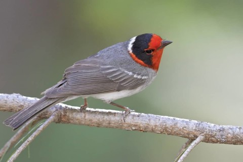 Red-faced Warbler (Cardellina rubrifrons) perched on a branch in southern Arizona, USA