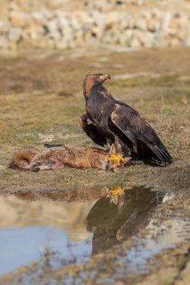 One golden eagle (Aquila chrysaetos) sitting in bright sunlight on a wet meadow, feeding on a dead
