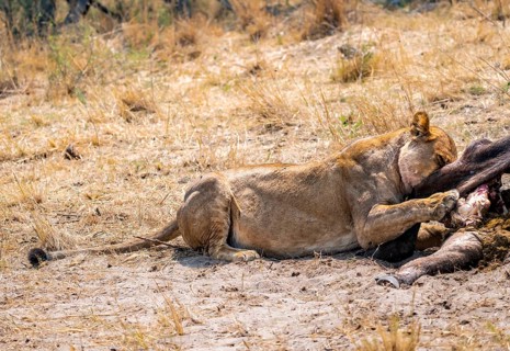 Lioness (Panthera leo) feeding on the carcass of a dead Cape buffalo, Moremi Game Reserve, Botswana