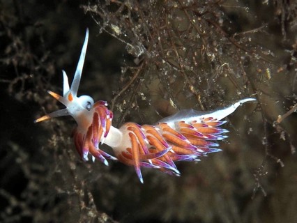 Colourful nudibranch with long appendages, wandering thread snail (Cratena peregrina), dive site