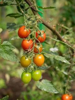 Close-up view of red and green cherrie tomatoes ripening on the plant in greenhouse cultivation